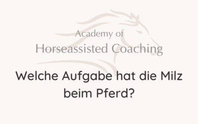 Welche Aufgabe hat die Milz beim Pferd?