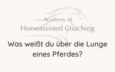 Was weißt du über die Lunge eines Pferdes?