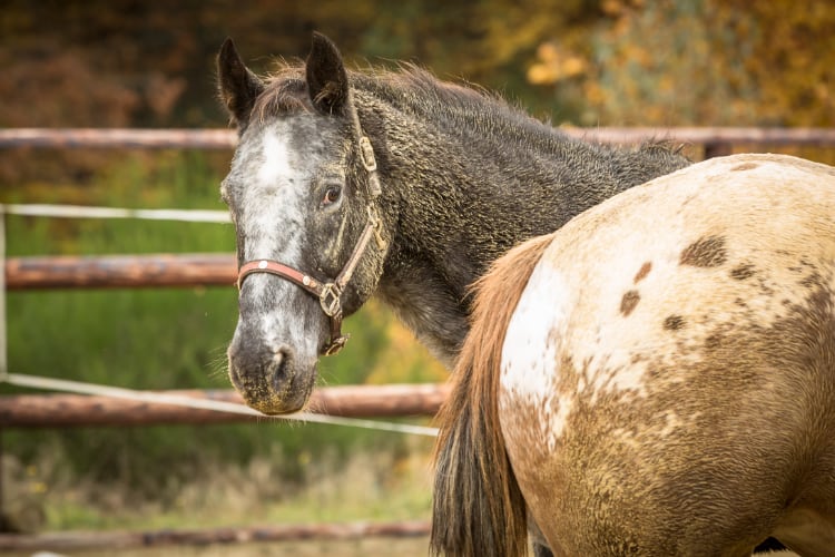 Horseassisted Coaching - Ausbildung zum pferdegestützten Coach 12