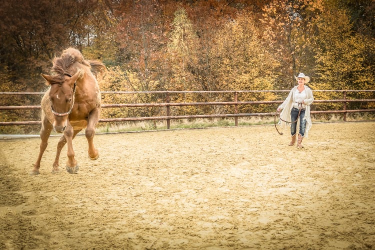 Horseassisted Coaching - Ausbildung zum pferdegestützten Coach 14