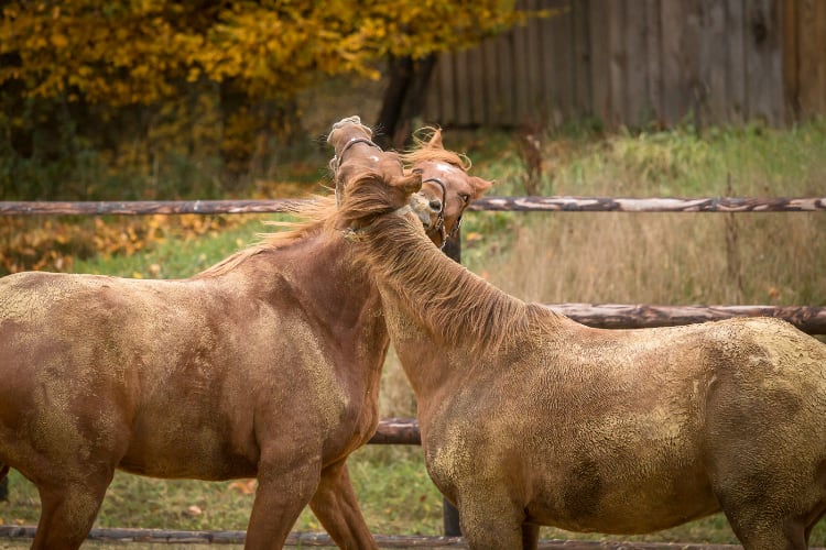 Horseassisted Coaching - Ausbildung zum pferdegestützten Coach 18