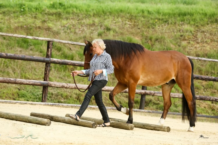 Horseassisted Coaching - Ausbildung zum pferdegestützten Coach 16