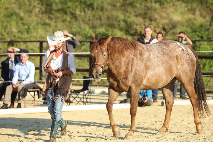 Horseassisted Coaching - Ausbildung zum pferdegestützten Coach 2